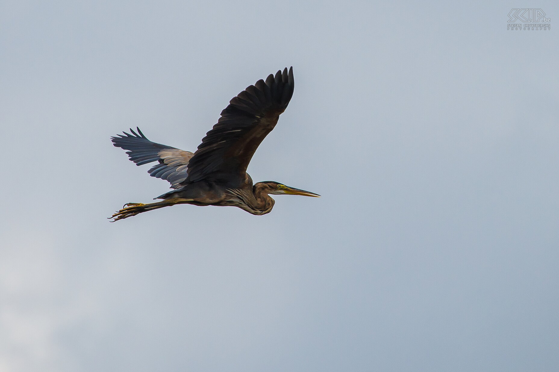 Lake Naivasha - Reuzenreiger  De reuzenreiger (Goliath heron, Ardea goliath) is de grootste reiger in Afrika. Het zijn solitaire vogels en zeer territoriaal. Stefan Cruysberghs